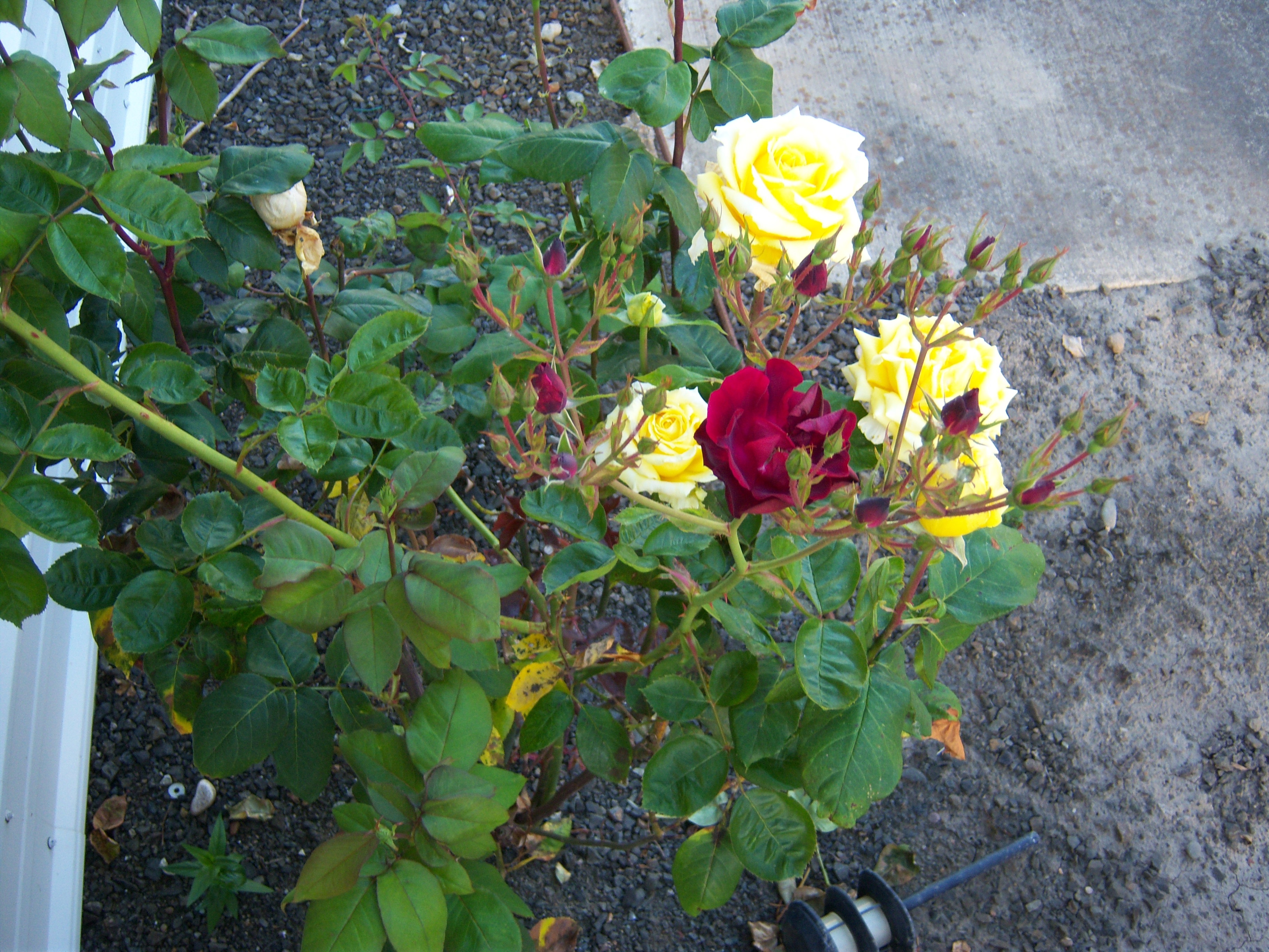 red-yellow-roses-2011