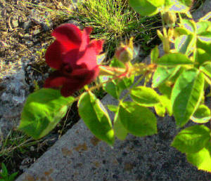 First Red Rose 2014-05-13