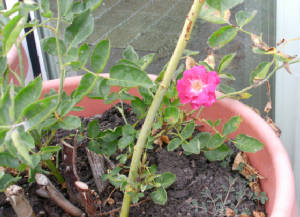 Magic Red Rose on Yellow Rosebush