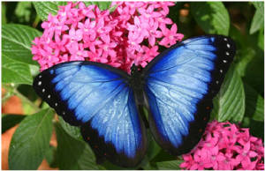 Blue Monarch Butterfly Resting Easy