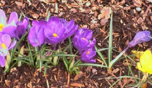 The crocuses are already blooming!