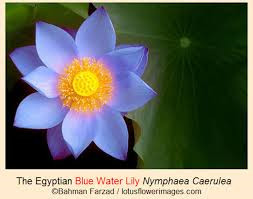 Egyptian Blue Water Lily Golden Chalice